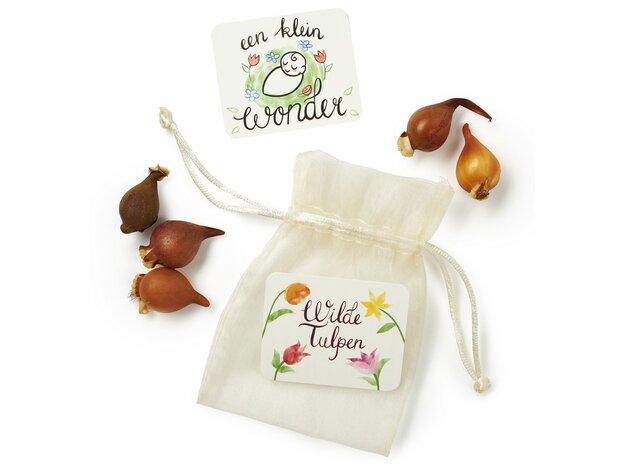Wilde tulpen in organdi zakje -  een klein wonder - kindertraktatie - overzicht